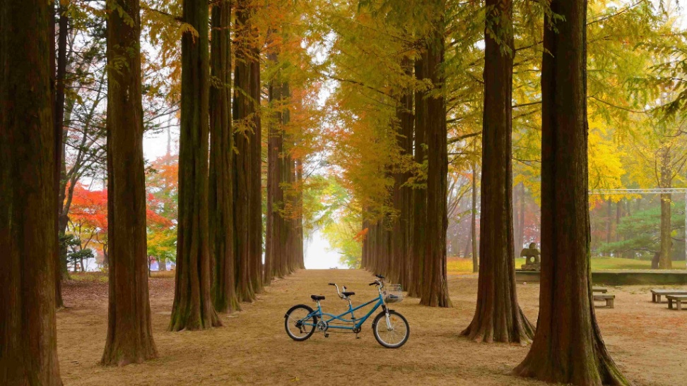 Nami Island Admission & Bicycle Rental Package (Two per person)